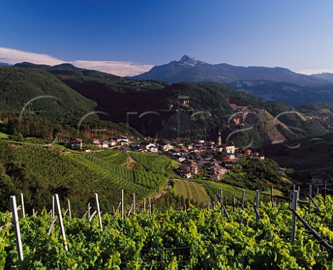 Vineyards surround the village of Verla in the Val di Cembra Trentino Italy  Trentino  Caldaro DOCs