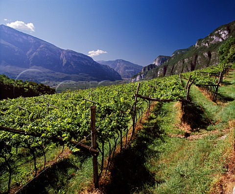 Chardonnay vineyard on Ferraris Maso di Villa Margon above the Adige valley at Ravina Near Trento Trentino Italy