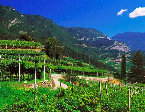Vineyards near Pedersano high above the   Adige valley in the Vallagarina region   south of Trento Trentino Italy