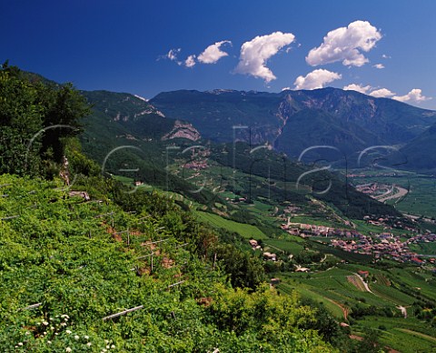 Vineyards high above the village of Pomarolo and the Adige Valley in the Vallagarina region south of Trento Trentino Italy