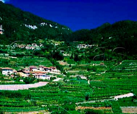 Vineyards around the village of Cimone in the Valle   di Cei high in the hills west of the Adige valley   south of Trento Trentino Italy