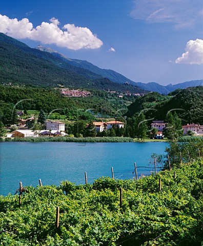 Vineyard by Lago di Santa Massenza in the   Valle dei Laghi region  an area noted for Vino Santo made from the local Nosiola grape  Trentino Italy