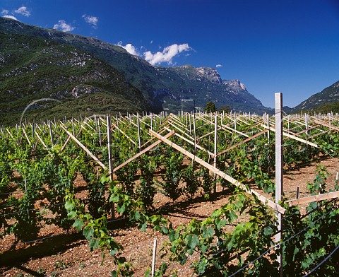 Nosiola vineyard of Giovanni Poli on the western slopes of Monte Bondone in the Valle dei Laghi region The area is noted for rich Vino Santo made from this variety after the grapes have been dried on cane trays for 56 months  Santa Massenza Trentino Italy
