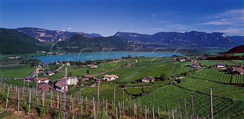 Vineyards on the west side of Lago di Caldaro Alto Adige Italy Caldaro DOC