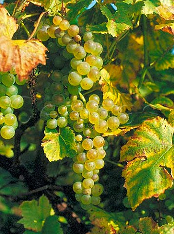 Chasselas grapes  known as Gutedel in Germany and   Fendant in Switzerland