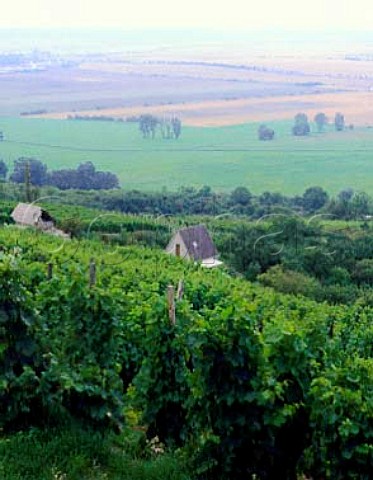 Vineyards above the Unstrut valley   near Dorndorf SaaleUnstrut Germany SaaleUnstrut