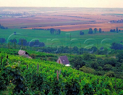 Vineyards above the Unstrut valley   near Dorndorf SaaleUnstrut Germany SaaleUnstrut
