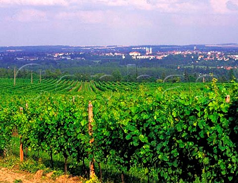 View over the Saalhauser vineyard to Naumburg SaaleUnstrut Germany  SaaleUnstrut