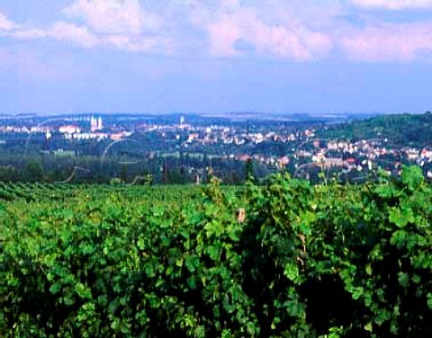 View over the Saalhauser vineyard to Naumburg  SaaleUnstrut Germany  SaaleUnstrut