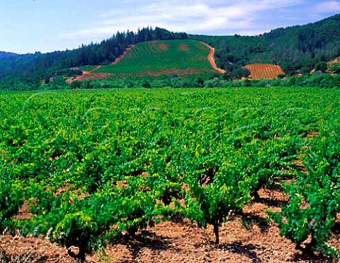 Vineyards of Ferrari Carano Healdsburg   Sonoma Co California  Dry Creek Valley AVA