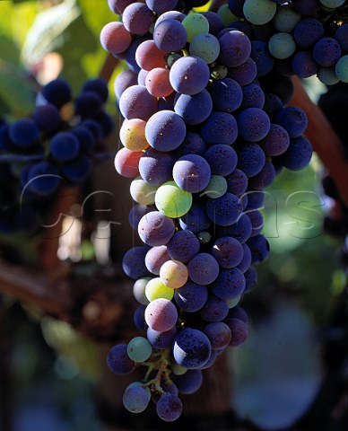 Cabernet Sauvignon grapes changing colour as they   ripen veraison  Frogs Leap winery Rutherford   Napa Co California