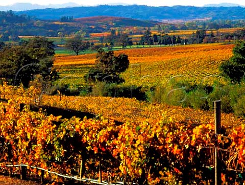 Autumnal vineyards of Hanna Winery in the   Alexander Valley Sonoma Co California USA   Alexander Valley