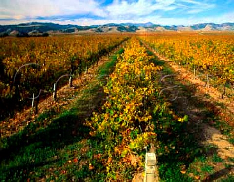 Autumnal vineyards south of King City in the Salinas   Valley Monterey Co California USA Monterey AVA