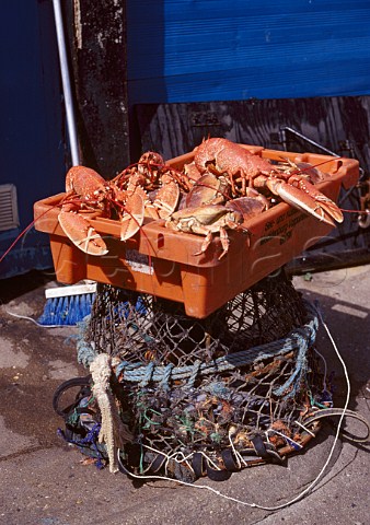 Lobster and crab freshly caught and   cooked Beer Devon