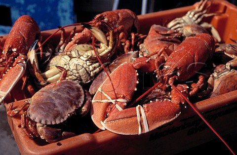 Lobster and crab freshly caught and cooked Beer Devon