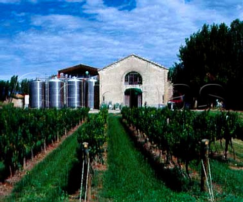 Chardonnay vines by the winery of   Domaine de la Motte  James Herricks estate   near Narbonne Aude France