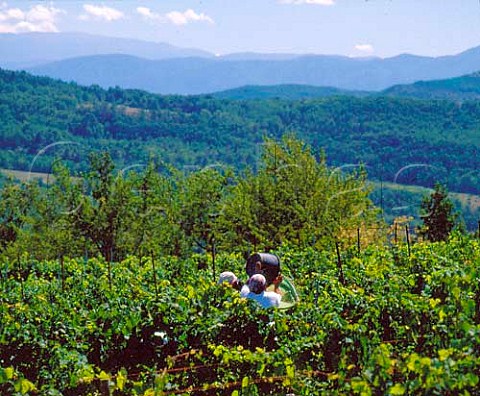 Harvesting Chardonnay grapes in vineyard of      Domaine de lAigle Roquetaillade Aude France   Limoux  Crmant de Limoux