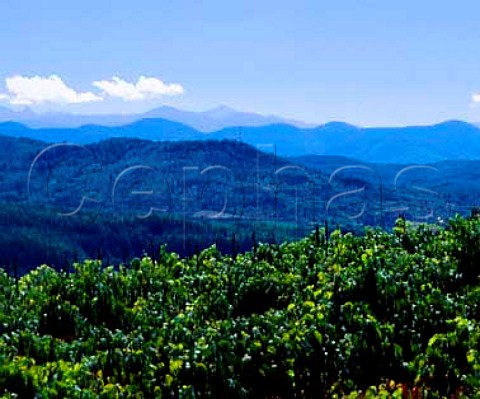 Chardonnay vineyard of Domaine de lAigle   Roquetaillade Aude France   ACs Limoux  Crmant de Limoux