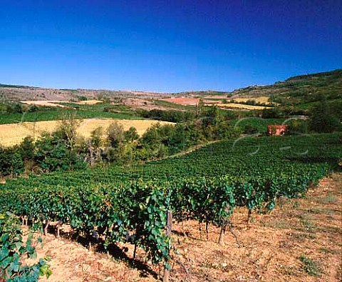 Pinot Noir vineyard of Domaine de lAigle   This grape is used here for both a table wine and   blended with Chardonnay in a methode traditionelle   sparkler    Roquetaillade Aude France   Limoux