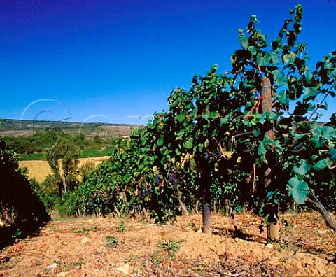 Pinot Noir vineyard of Domaine de lAigle   This grape is used here for both a table wine and   blended with Chardonnay in a methode traditionelle   sparkler    Roquetaillade Aude France   Limoux