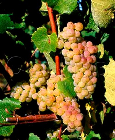 Ripe Chardonnay grapes in Les Aigles vineyard of   Domaine de lAigle  at 400420 metres their highest   Chardonnay vineyard   Roquetaillade Aude France  Limoux