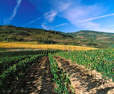 Pinot Noir vineyard at Domaine de lAigle  This grape is used here for a table wine   and blended with Chardonnay in a   Methode Traditionelle sparkler  Roquetaillade Aude France   Limoux