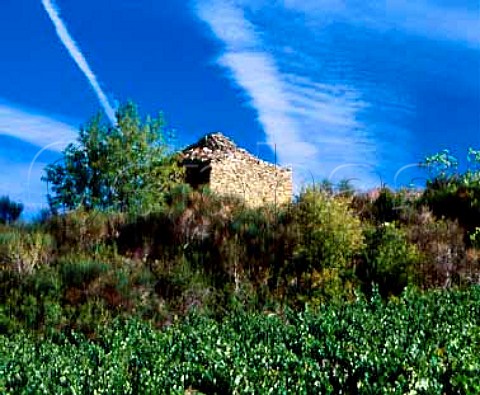 Traditional stone building capitelle above   Chardonnay vineyard of Domaine de lAigle  Roquetaillade Aude France   Limoux