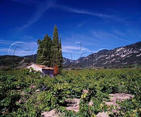 Vineyards near CaudisdeFenouilldes   PyrnesOrientales France  AC Ctes du Roussillon    Vin de Pays des Coteaux de Fenouilldes