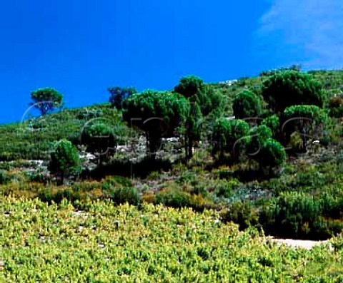 Hillside vineyard near Estagel   PyrnesOrientales France  ACs Ctes du RoussillonVillages  Rivesaltes