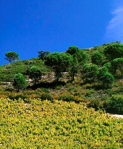 Hillside vineyard near Estagel   PyrnesOrientales France  Ctes du RoussillonVillages  Rivesaltes