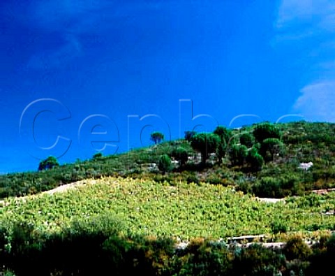 Hillside vineyard near Estagel   PyrnesOrientales France  ACs Ctes du RoussillonVillages  Rivesaltes