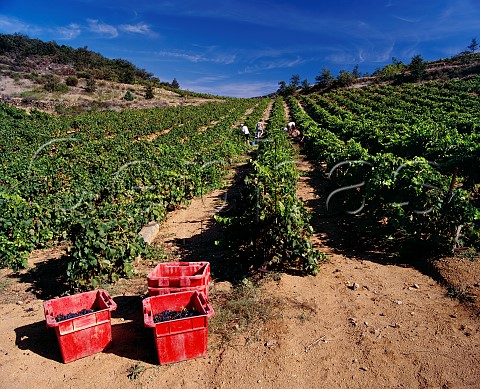 Harvesting Syrah grapes at Caramany PyrnesOrientales France    Ctes du RoussillonVillages Caramany