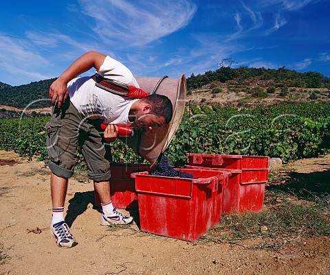 Harvesting Syrah grapes at Caramany PyrnesOrientales France Ctes du RoussillonVillages Caramany