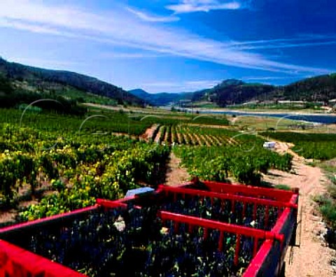 Harvested Syrah grapes above the Barrage de lAgly   at Caramany PyrnesOrientales France   Ctes du RoussillonVillages Caramany