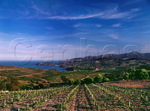 New vineyard on the coast near PortVendres PyrnesOrientales France  ACs Collioure  Banyuls