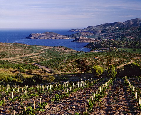 New vineyard above the coast near PortVendres  PyrnesOrientales France Collioure  Banyuls