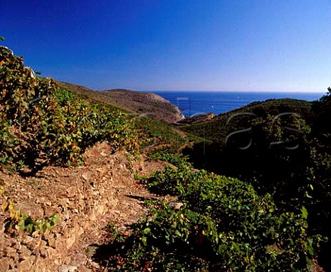 Vines planted on rocky terraces above the  Mediterranean between PortVendres and Banyuls  PyrnesOrientales France  ACs Collioure  Banyuls