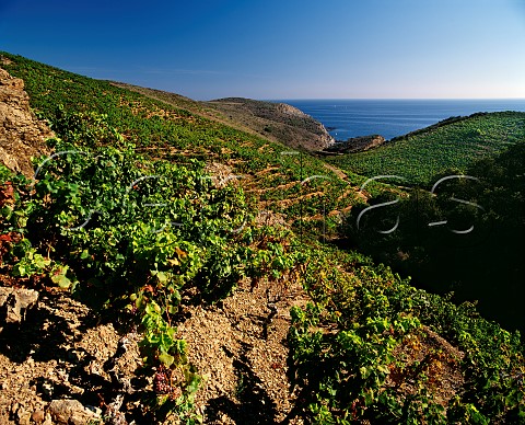 Grenache vines planted on rocky terraces above the Mediterranean Sea between PortVendres and Banyuls PyrnesOrientales France  Collioure  Banyuls