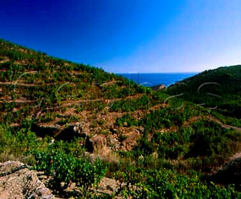 Vines planted on rocky terraces above the   Mediterranean between PortVendres and Banyuls   PyrnesOrientales France  ACs Collioure  Banyuls