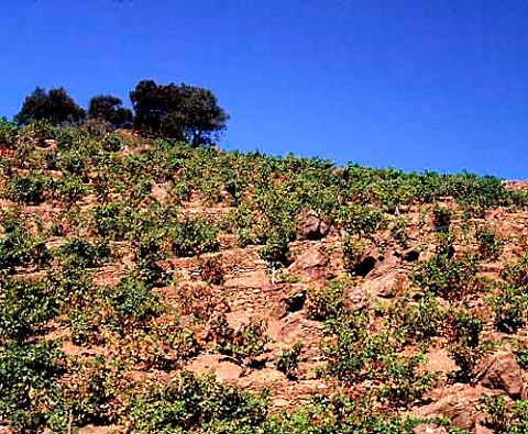 Vines on rocky terraces near the Mediterranean   between PortVendres and Banyuls  PyrnesOrientales France  ACs Collioure  Banyuls