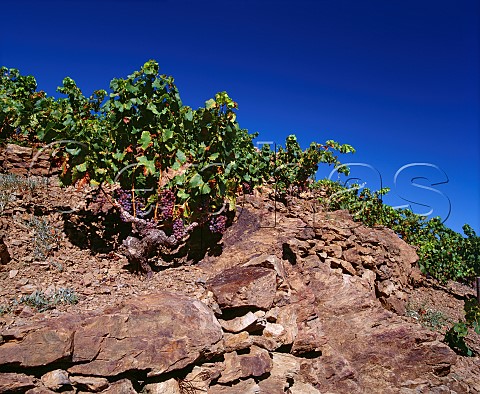 Grenache vines on rocky terraces near the Mediterranean Sea between PortVendres and Banyuls  PyrnesOrientales France  Collioure  Banyuls