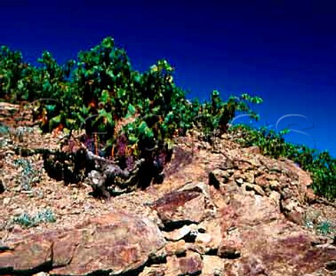 Vines on rocky terraces near the Mediterranean   between PortVendres and Banyuls  PyrnesOrientales France  ACs Collioure  Banyuls