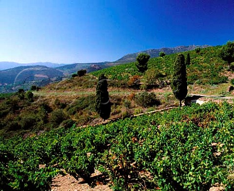Vineyards in the hills near PortVendres   PyrnesOrientales France  ACs Collioure  Banyuls