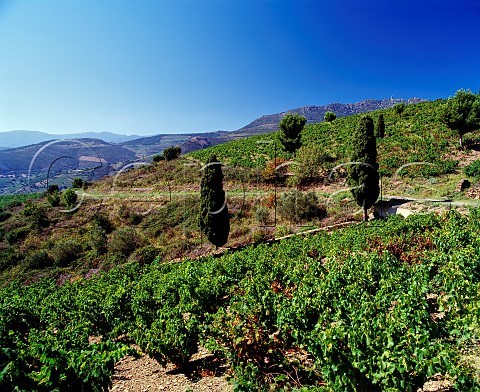 Vineyards in the hills near PortVendres   PyrnesOrientales France  Collioure  Banyuls