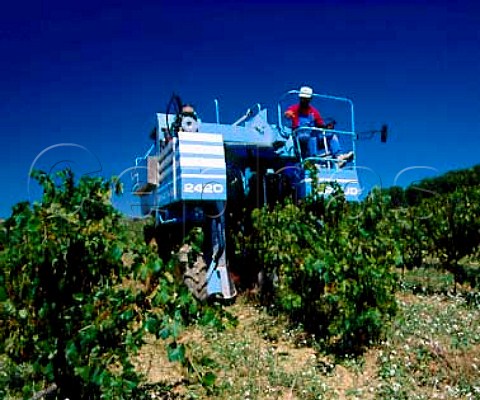 Machine harvesting of Syrah grapes at  Chteau de PechCeleyran SallesdAude Aude   France   Coteaux du Languedoc la Clape