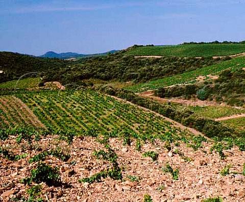 2year old Syrah vineyard of Domaine StAntonin   Frdric Albaret planted in the schist soil above   La Liquire Hrault France       AC Faugres