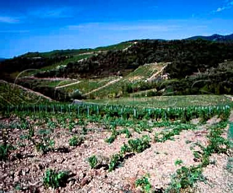2 year old Syrah vineyard of Domaine StAntonin   Frdric Albaret planted in the schist soil above   La Liquire Hrault France       AC Faugres