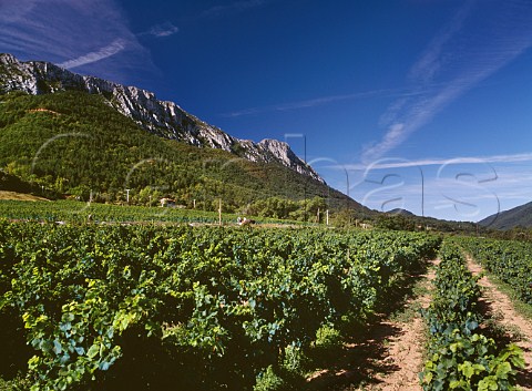 Chardonnay vineyard of Domaine AlaryDumouli  Villeraze PyrnesOrientales France  Vin de Pays des Coteaux de Fenouilldes