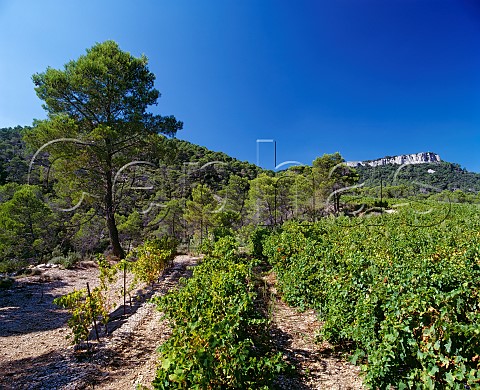 Syrah vineyard of Chteau de Cazeneuve below the Rocher du Causse Lauret Hrault France   Coteaux du Languedoc Pic StLoup