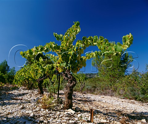 40year old Grenache vine in vineyard of Chteau de Cazeneuve Lauret Hrault France   Coteaux du Languedoc Pic StLoup